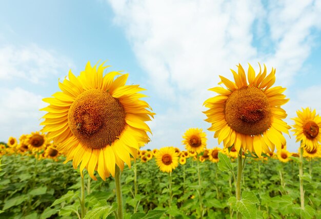 Campo di girasoli in piena fioritura primaverile con impollinazione delle api