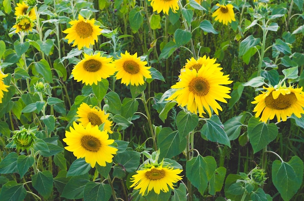 Campo di girasoli in una giornata di sole al tramonto