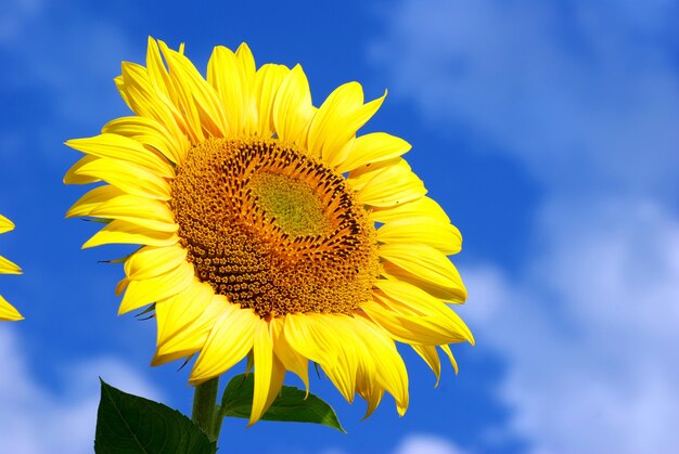 Campo di girasoli sopra il cielo blu nuvoloso