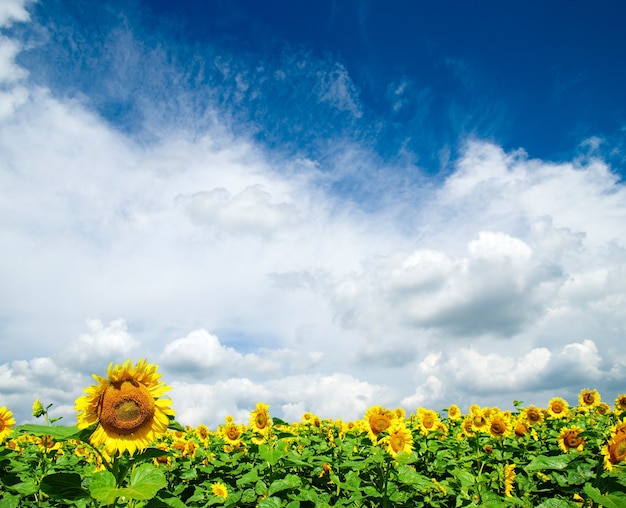 Campo di girasoli sopra il cielo blu nuvoloso