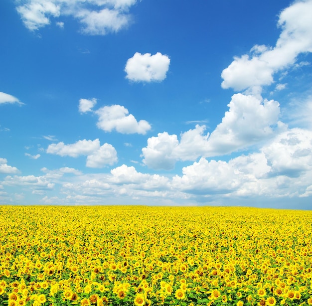 Campo di girasoli sopra il cielo blu nuvoloso