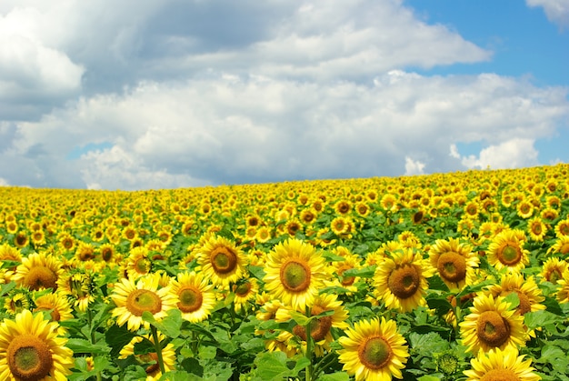 Campo di girasoli su nuvoloso cielo blu