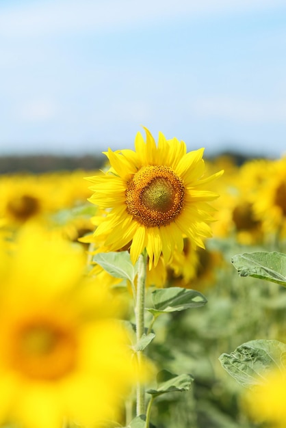 Campo di girasoli sulla soleggiata giornata estiva Primo piano di fiori in primo piano