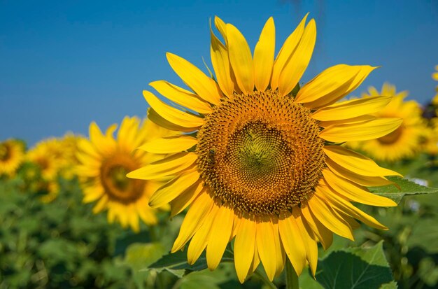 Campo di girasoli, Trakya / Turchia. Vista sull'agricoltura naturale.