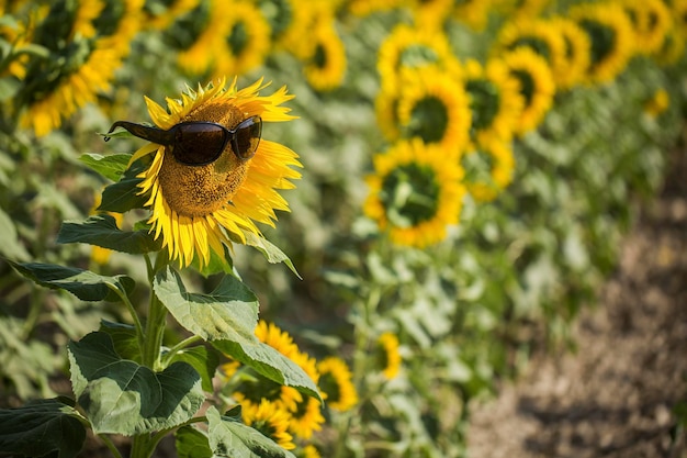 Campo di girasoli, Trakya / Turchia. Vista sull'agricoltura naturale.