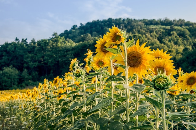 Campo di girasoli.