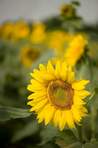 Campo di girasoli