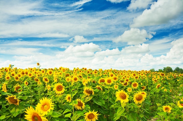 Campo di girasoli