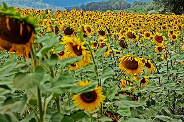 Campo di girasoli