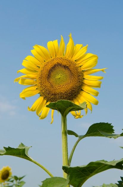 campo di girasoli