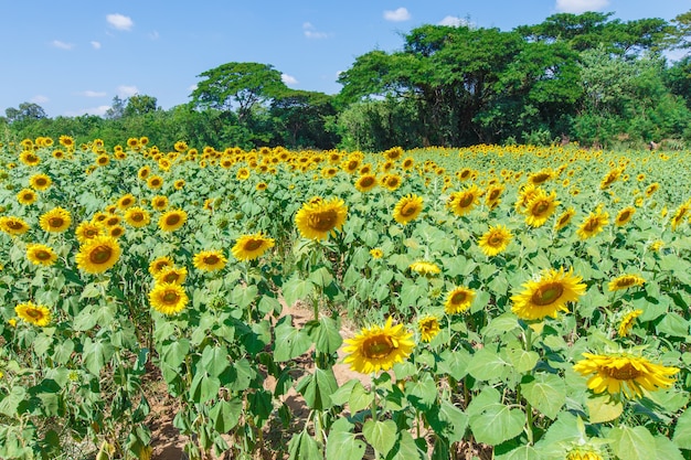 Campo di girasoli