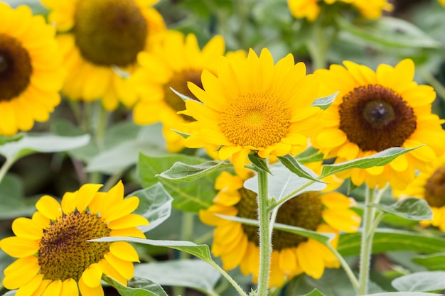 Campo di girasoli