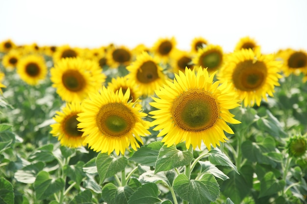 Campo di girasoli