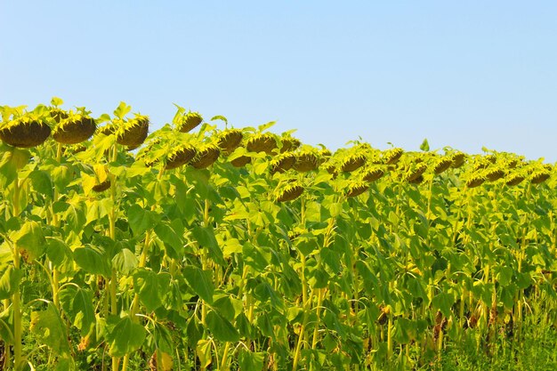 Campo di girasoli