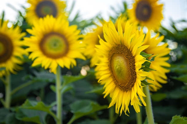 Campo di girasoli