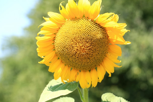 Campo di girasoli