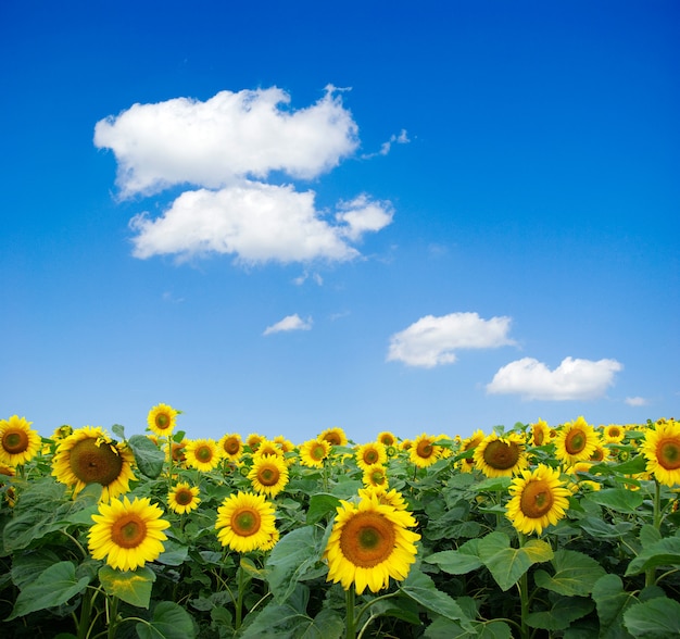 Campo di girasoli