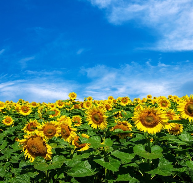 Campo di girasoli