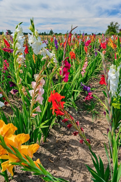 Campo di gladioli fioriti colorati contro un cielo nuvoloso