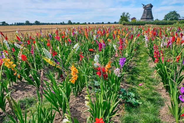 Campo di gladioli fioriti colorati contro un cielo nuvoloso