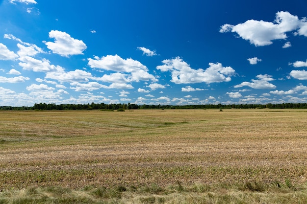 Campo di grano agricolo raccolto e falciato. Un simbolo di stabilità.