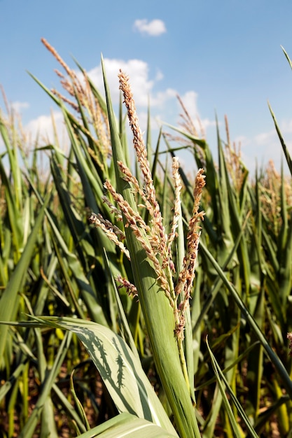 Campo di grano, agricoltura - campo agricolo su cui crescono mais immaturo verde