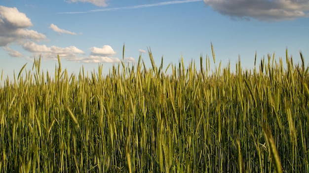 Campo di grano al sole sotto il cielo blu