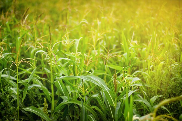 Campo di grano al sole