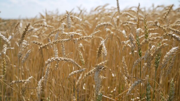 Campo di grano al sole