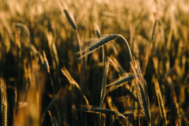 Campo di grano al tramonto Spighe d'oro Il concetto di raccolto