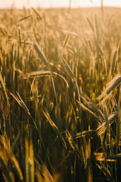 Campo di grano al tramonto Spighe d'oro Il concetto di raccolto