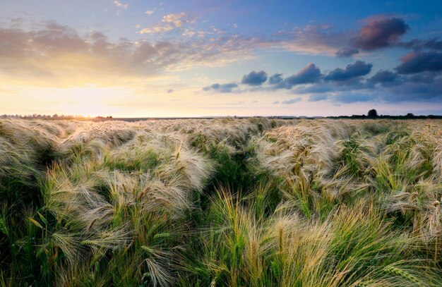 campo di grano al tramonto