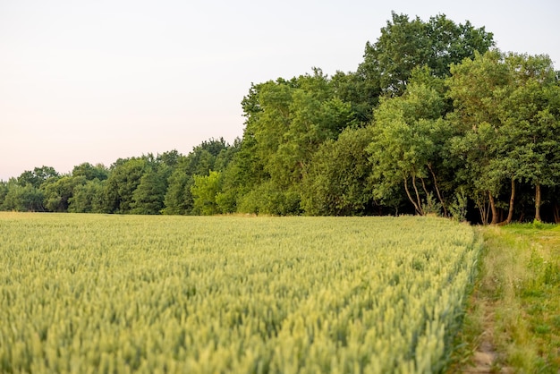 Campo di grano al tramonto