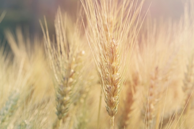 campo di grano all&#39;alba