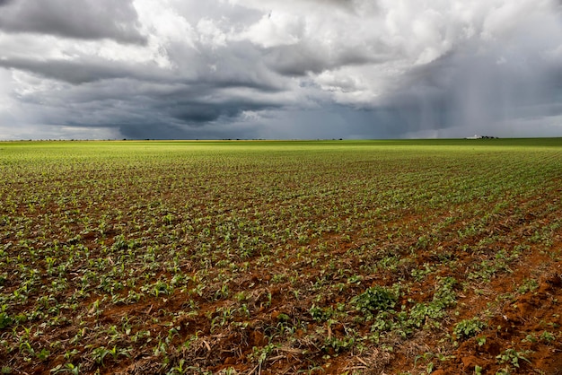 Campo di grano all'inizio con cielo con tante nuvole sullo sfondo.