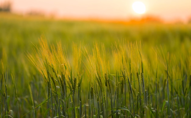 Campo di grano alla luce del tramonto