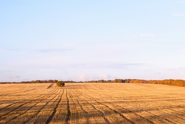 Campo di grano autunnale di recente taglio in un villaggio in Moldavia