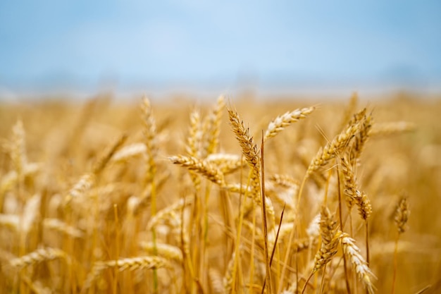 Campo di grano Campo colorato di spighette gialle con cielo blu sullo sfondo Industria del campo di grano d'oro agricolo Paesaggi di farina di grano giallo