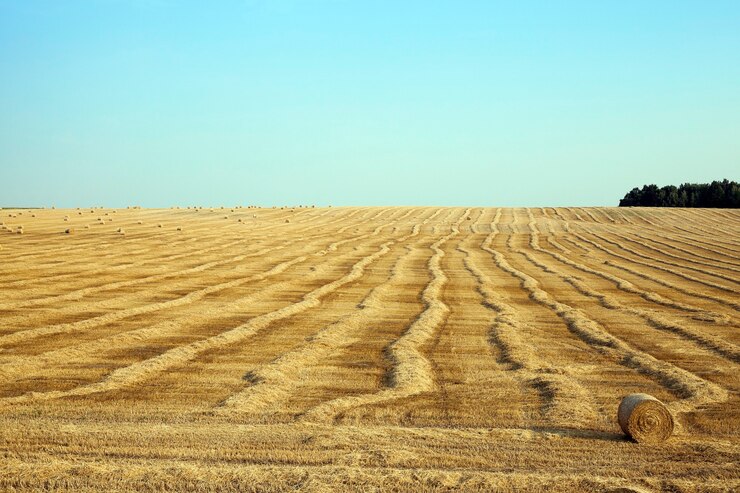 Foto campo di grano - campo fotografato, che raccoglie il raccolto di grano, il cielo blu, i pagliai di paglia