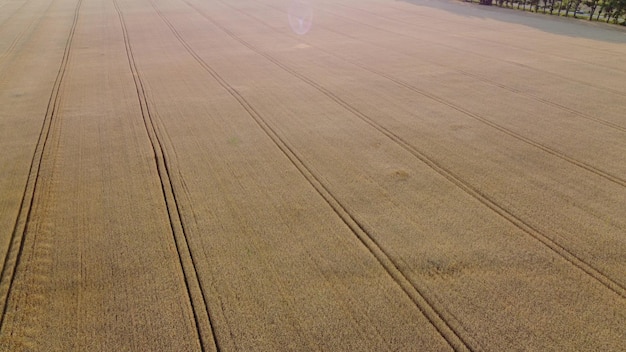 Campo di grano che sorvola il campo di grano spighe di grano maturo maturo sole grano leggero raccolto raccolto agr