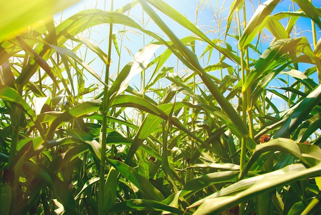 Campo di grano come sfondo