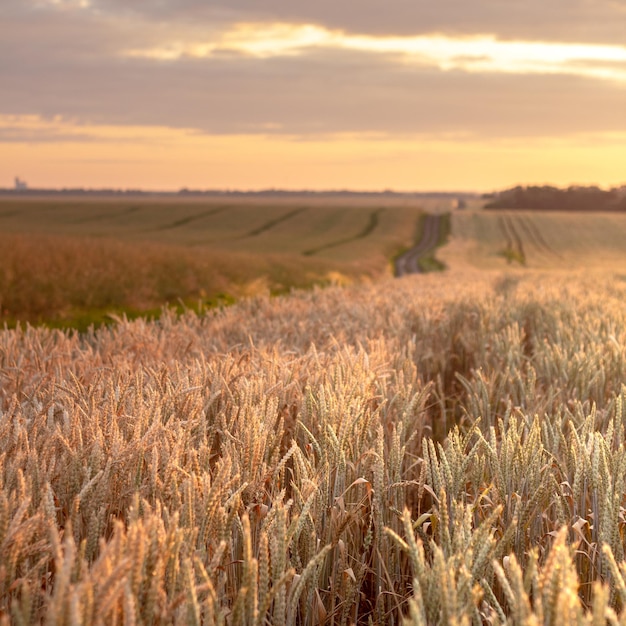 Campo di grano con cielo azzurro con sole e nuvole sullo sfondo, landspace