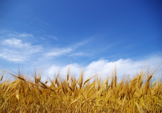 Campo di grano con cielo