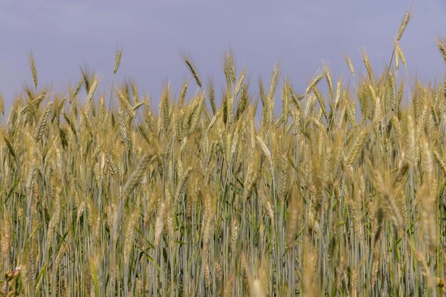 Campo di grano con grano acerbo che ondeggia nel vento