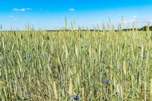 Campo di grano con grano giovane e verde in primavera.