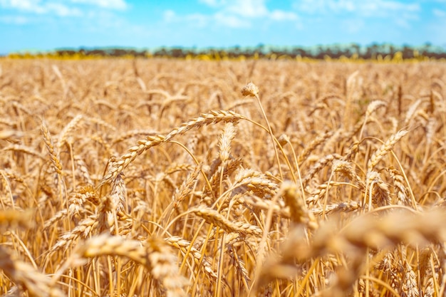 Campo di grano con grano maturo Paesaggio russo Tempo di pulizia