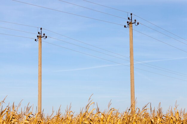 Campo di grano con mais maturo e due poli con linee elettriche ad alta tensione