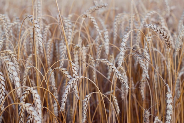 campo di grano con motivo naturale di spighe mature