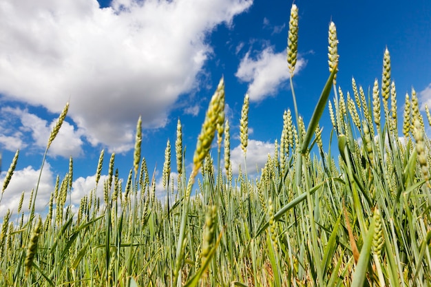 Campo di grano con orecchie verdi