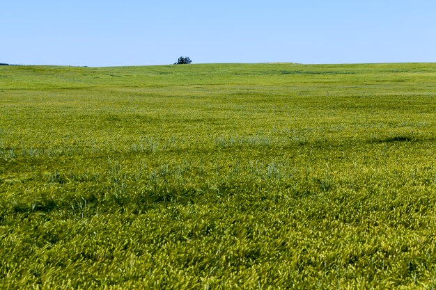 Campo di grano con piante di grano immature verdi